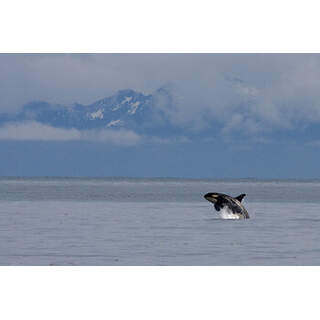 Orca in the Alaskan Sea