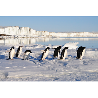 Penguins in Antarctica