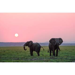 Elephants at sunset