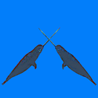 Narwhals