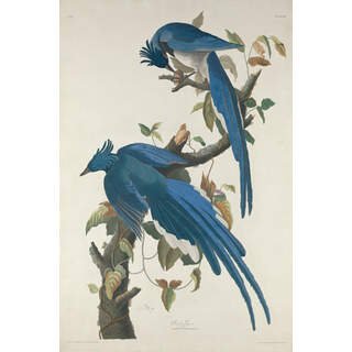 John Audubon Birds of America Plate 96 Columbia Jay